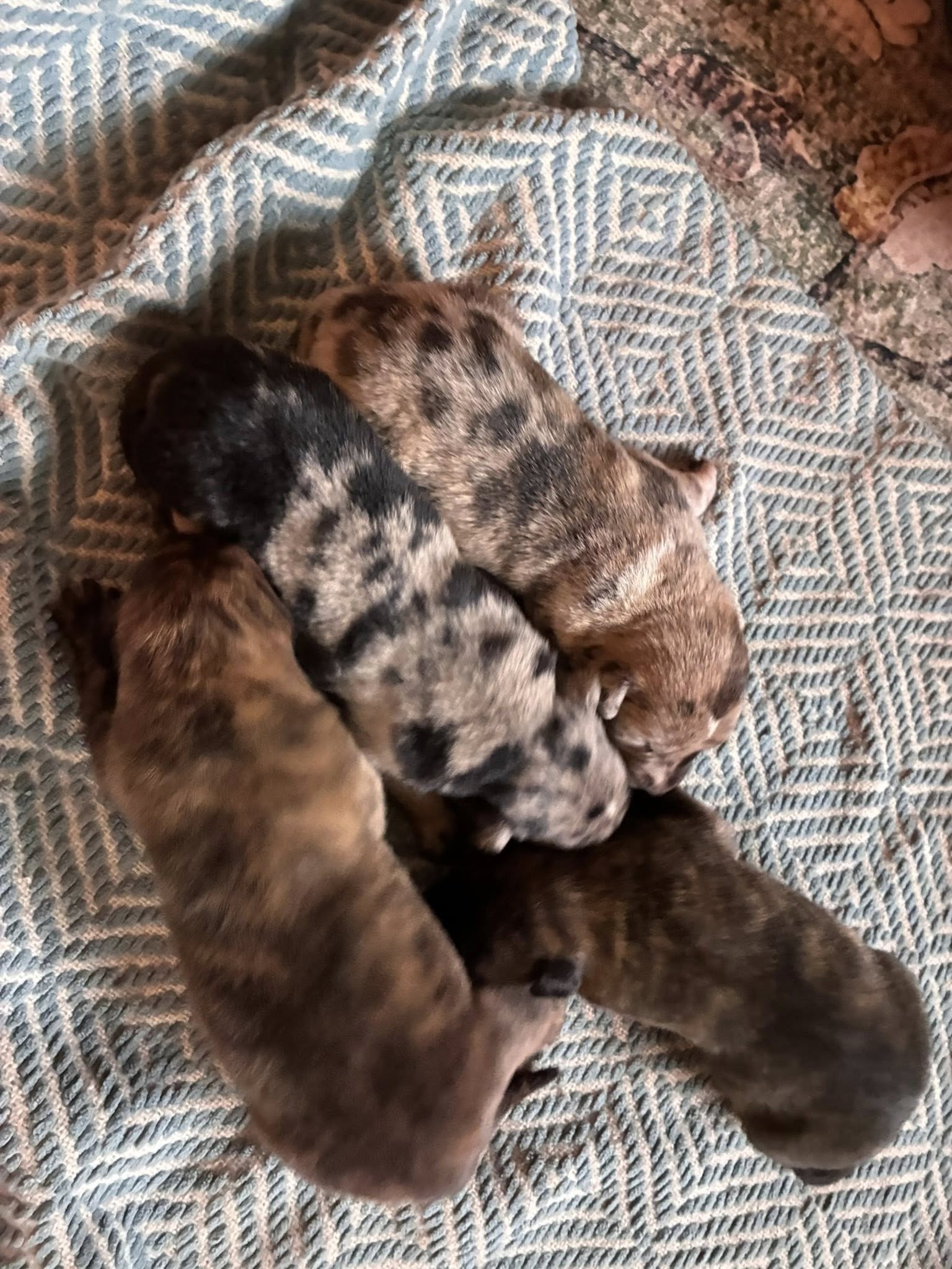 Cosmic Puppies Girls