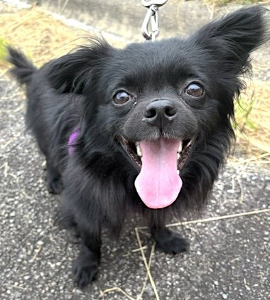 Miguel, an adoptable Papillon in Mount Airy, NC