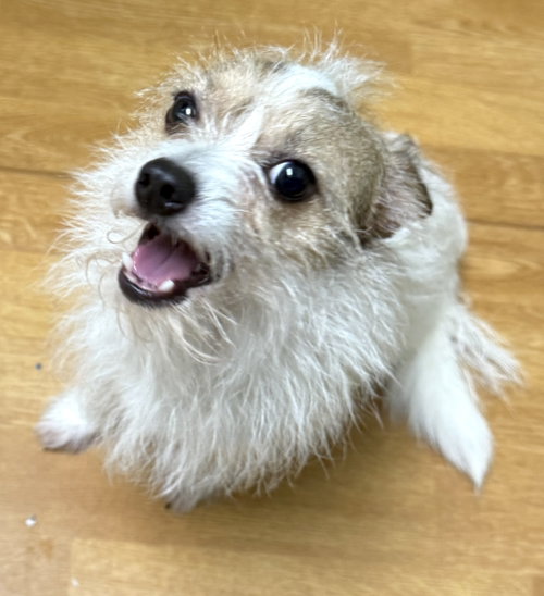 Petey