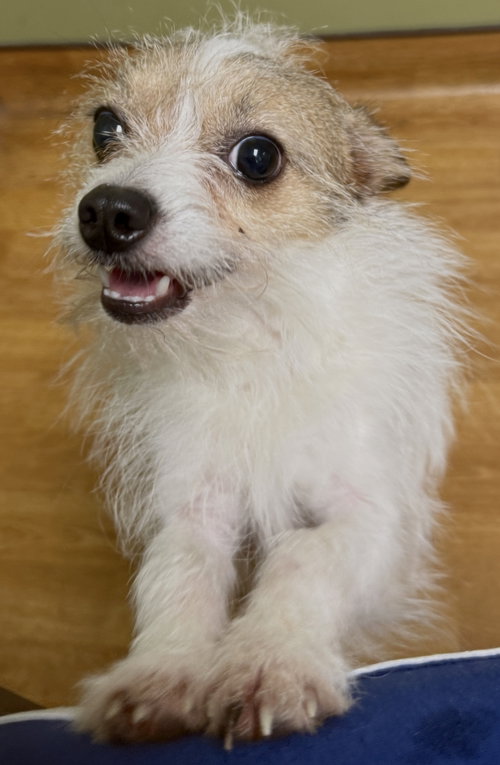 Petey photo 3