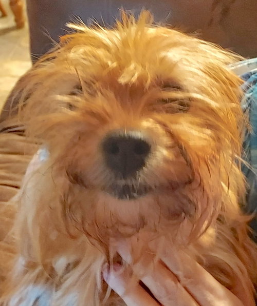 Bailey photo 2
