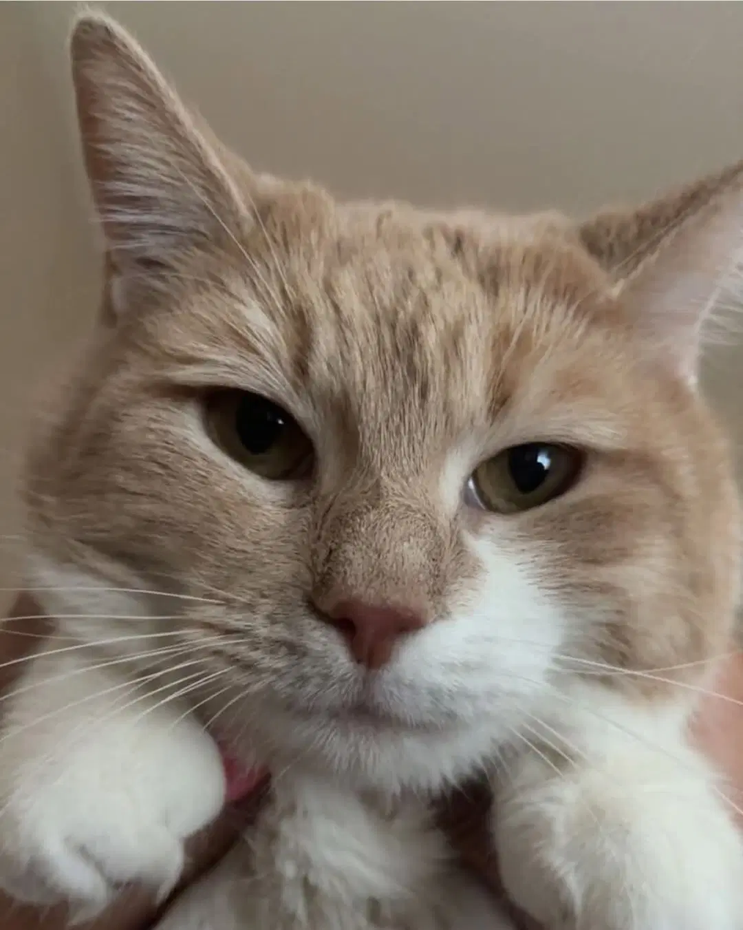 Taffy - Domestic Short Hair