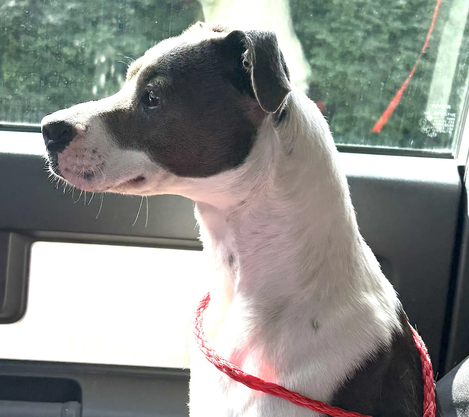 Sasha image 3