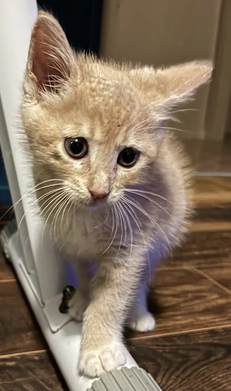 Dune image 3