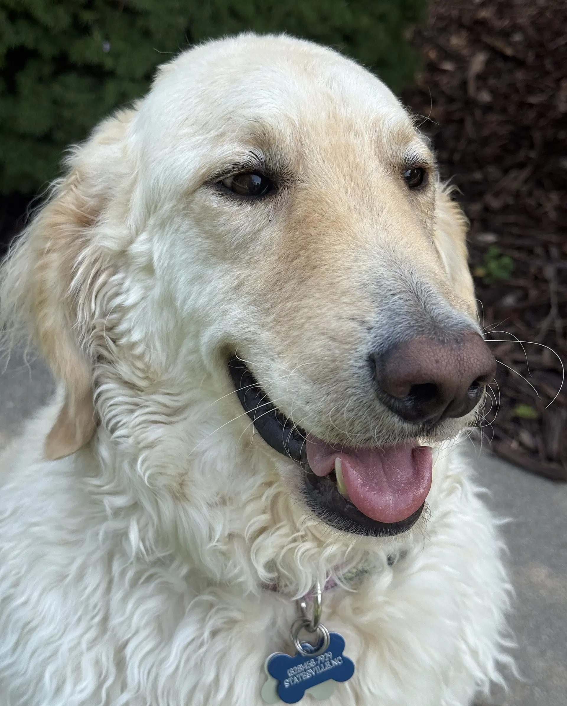 Biscuit image 4