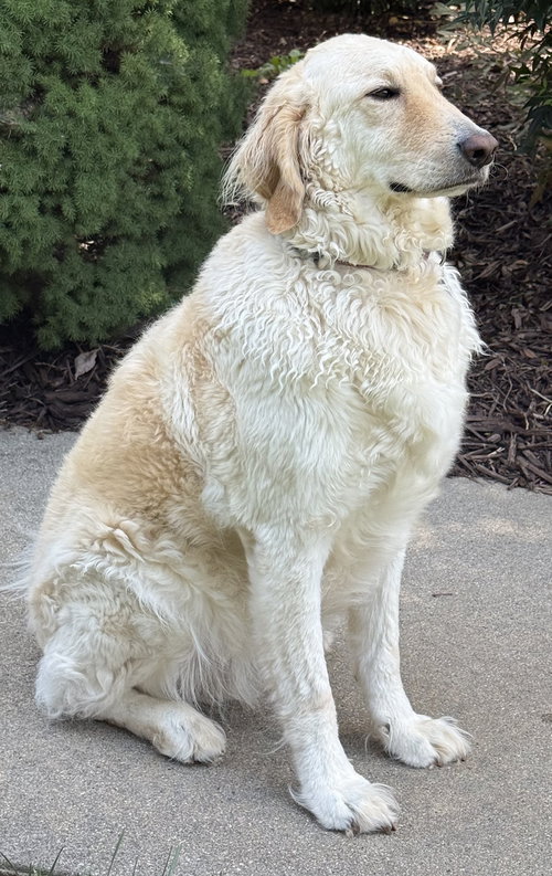 Photo 6 of Biscuit