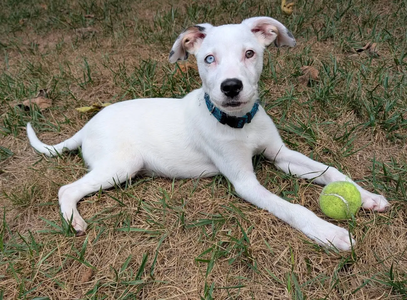 Oliver - Australian Shepherd
