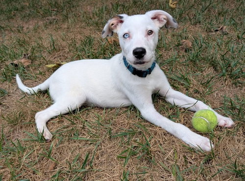 Oliver, a dog for adoption from Surry Animal Rescue