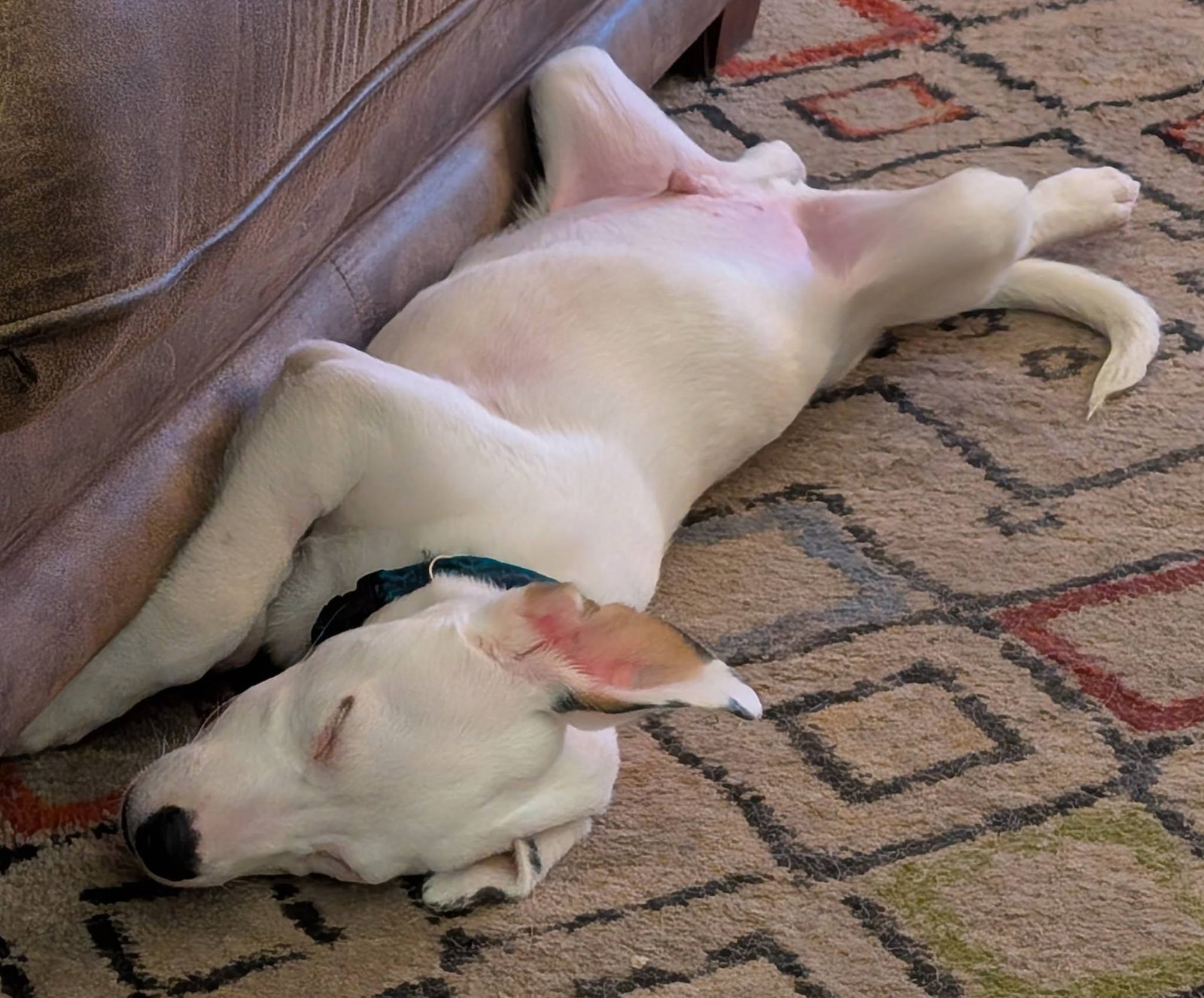 Oliver, photo 5