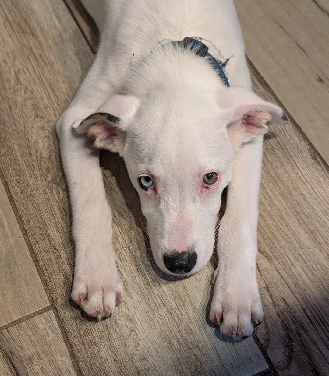 Oliver image 3