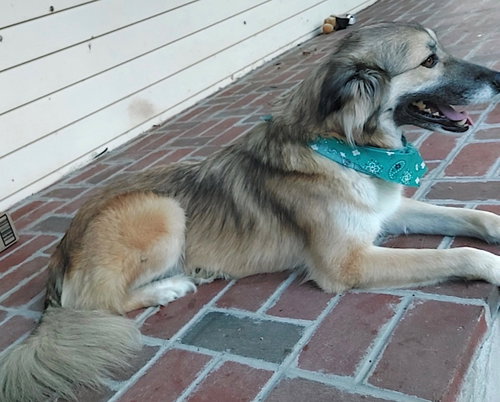 picture of the dog needing adoption