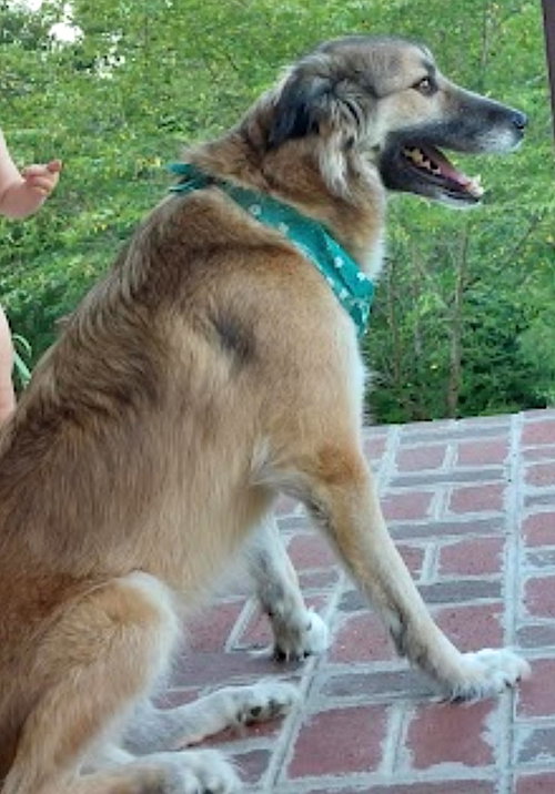 Photo 3 of Pepper