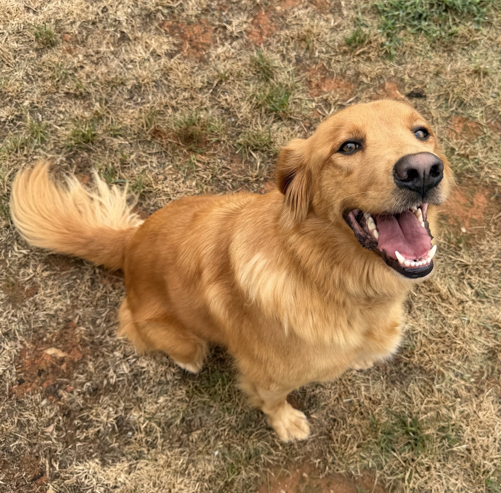 Izzy, Golden Retriever