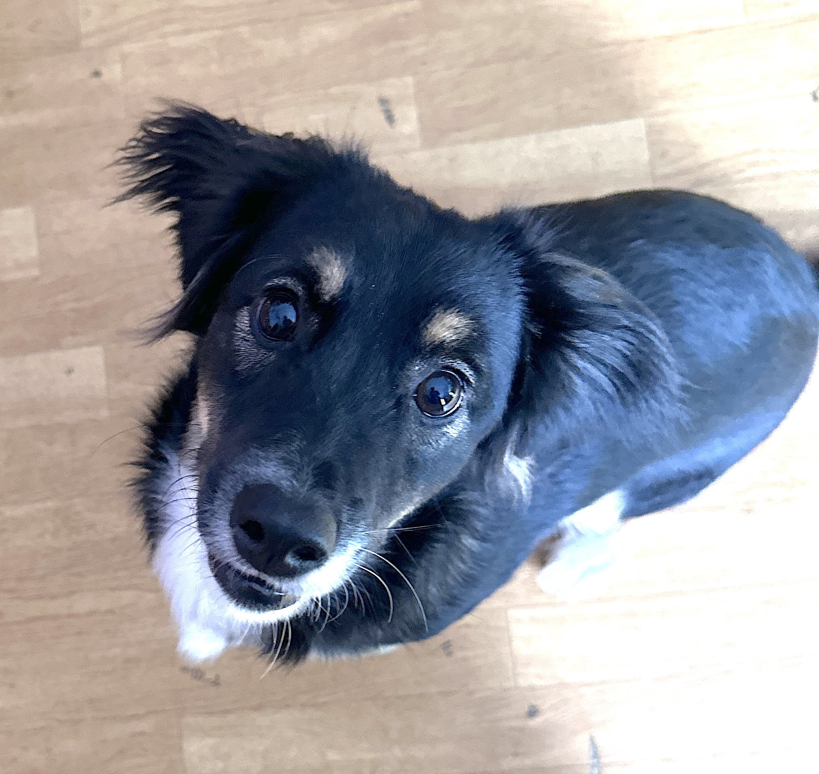 Luka - Courtesy listing, Australian Shepherd
