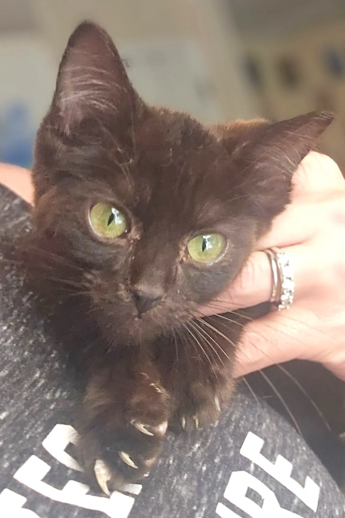 Hershey - Domestic Short Hair