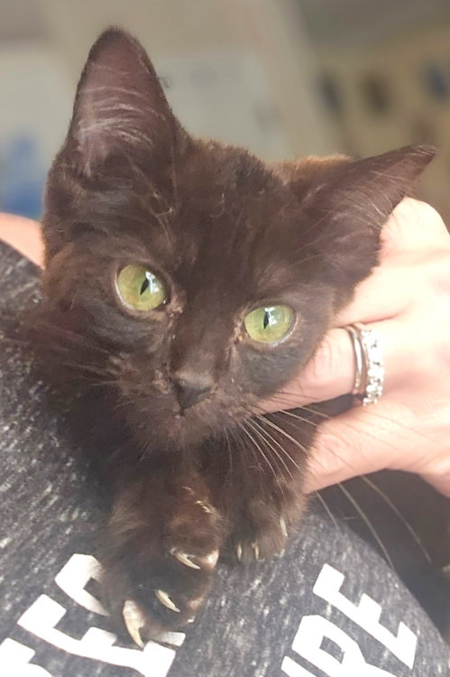 Hershey, a cat for adoption from Surry Animal Rescue