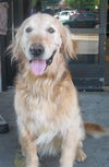 Honey Bear