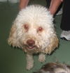 Toby