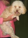 Toby