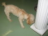 Toby
