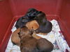 Holly & Puppies