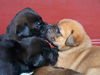 Holly & Puppies