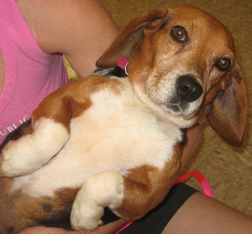 Itsy Bitsy Beagle