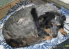 Aussie/Blue Heeler Puppies