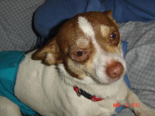 Toby