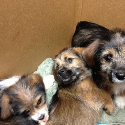 Cute Pups