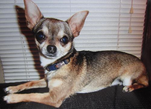Cujo - COURTESY