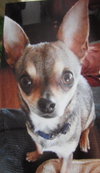 Cujo - COURTESY