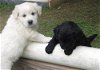 Oreo Cookie Puppies