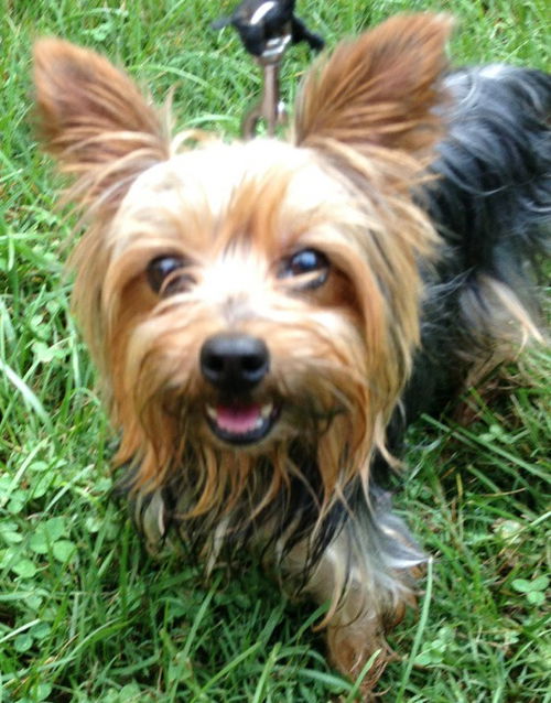 Annie-Yorkie