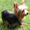 Annie-Yorkie