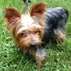 Annie-Yorkie