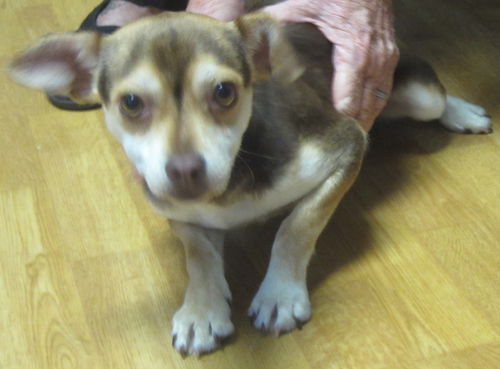 Tippy