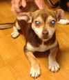 Tippy