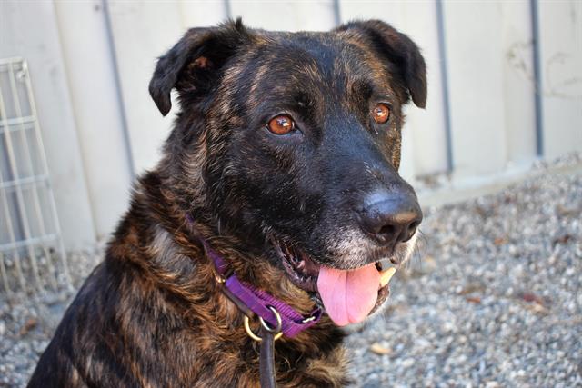 Dog for Adoption - Champ A412310, a German Shepherd Dog in Sonoma