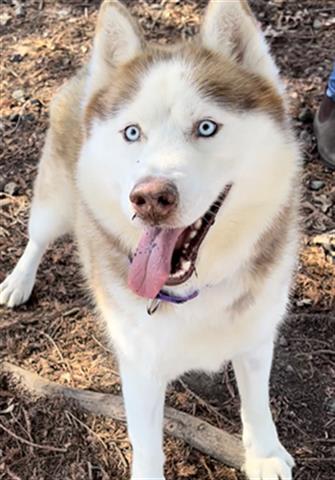 adoptable Dog in Santa Rosa, CA named Hazle A406399