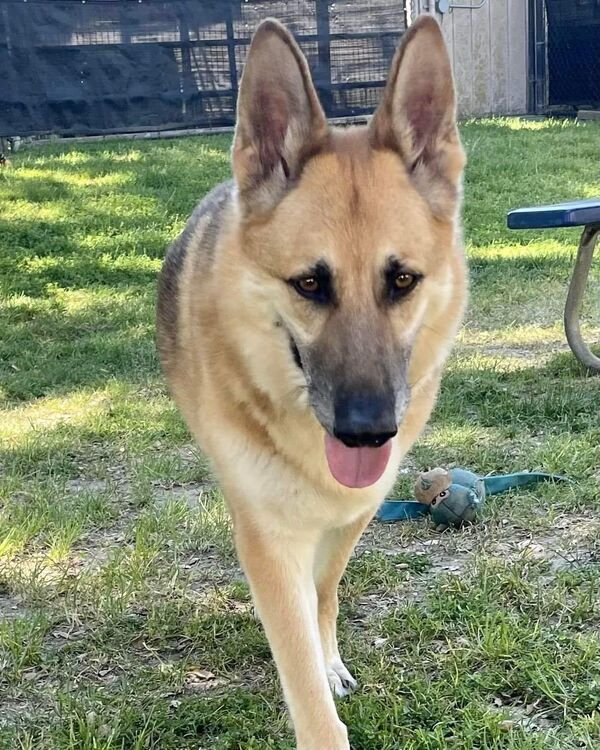Dog for Adoption - Bruno 283437, a German Shepherd Dog in Redwood City ...