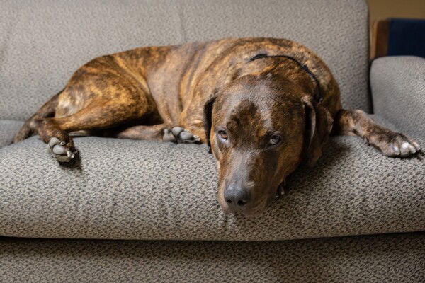 Dog for Adoption  Hank 280709, a Hound in Alameda County, CA  Alpha Paw