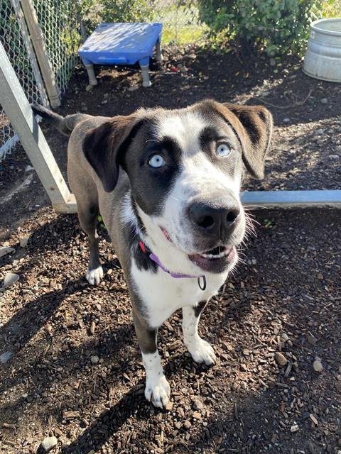 adoptable Dog in Santa Rosa, CA named Huey A421944
