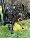 adoptable Dog in novato, CA named Dewey 286587