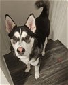 adoptable Dog in novato, CA named Max 290853