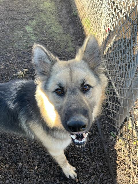 adoptable Dog in Santa Rosa, CA named Bill A421443