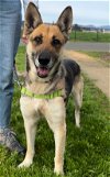 adoptable Dog in napa, CA named Samantha ID 44884