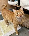 adoptable Cat in novato, CA named Lucas 290028