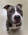 adoptable Dog in napa, CA named Kali ID 44958