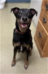adoptable Dog in napa, CA named Midas ID 44957
